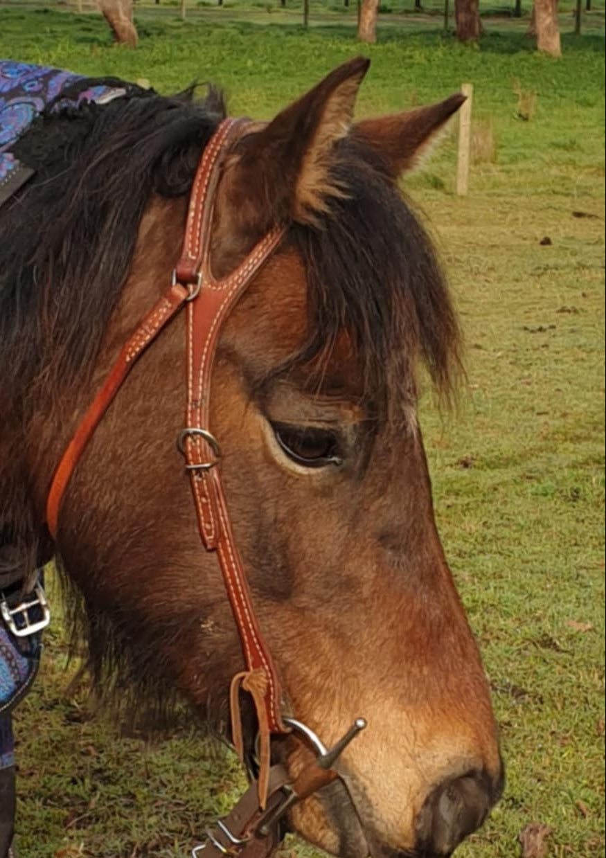 Western One Ear Bridle, Bit and Reins Large Pony  - Pre Owned