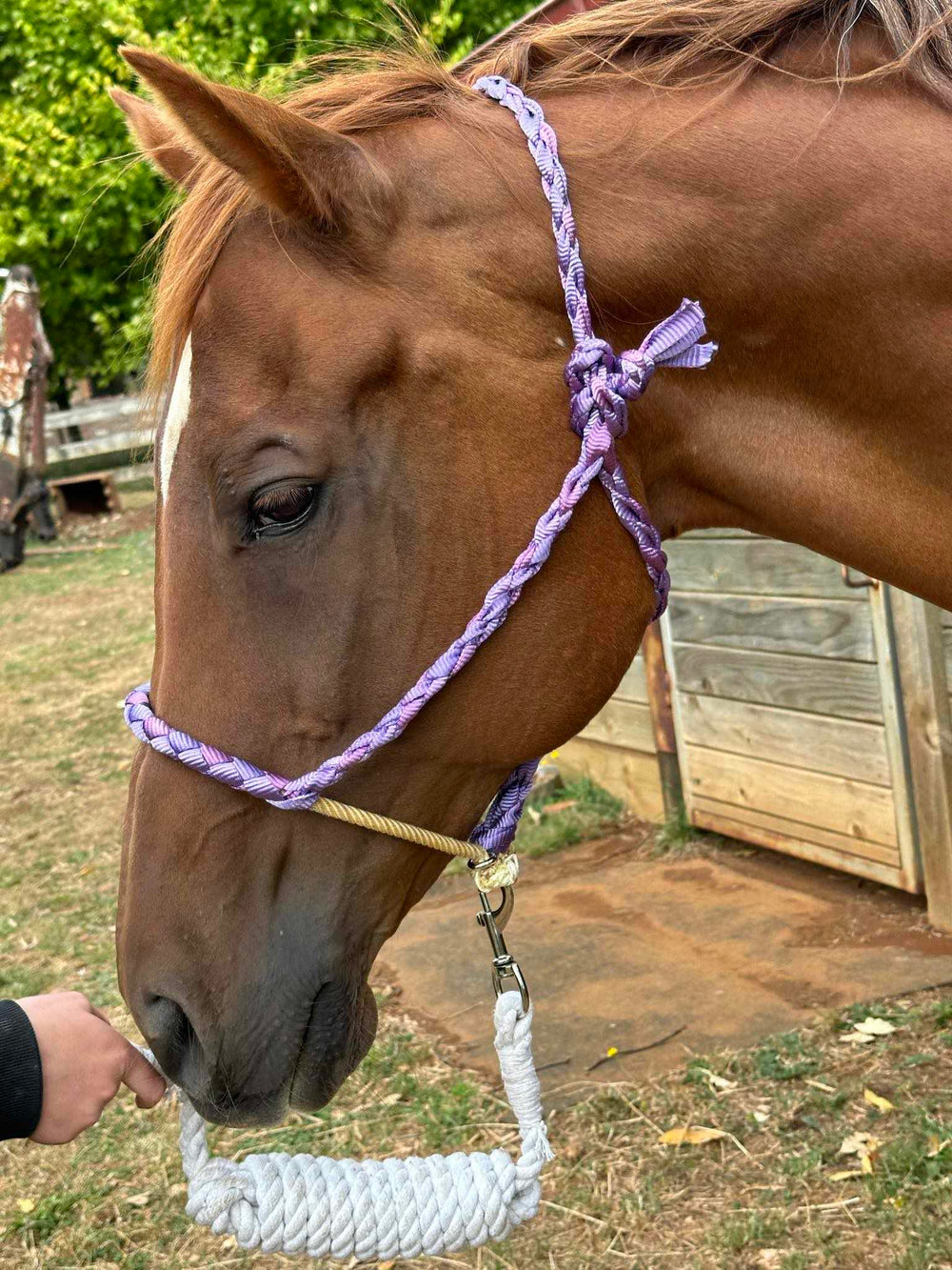 Halter - Mule Tape Lariat Halter Purple