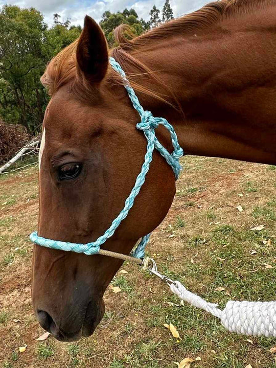 Halter - Mule Tape Lariat Halter Aqua