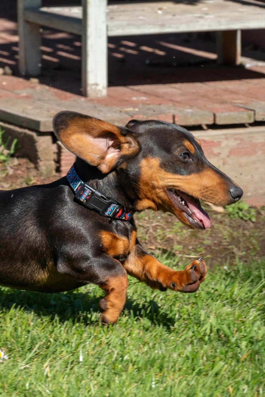 Collar - Pure Western Billie Dog Collar  OR LEAD