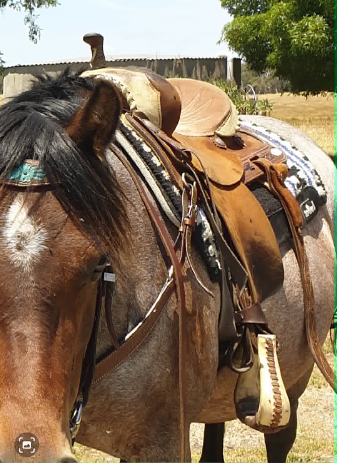 USED Saddle - Barrel Saddle 14" Allen Ranch Brand PICK UP ONLY