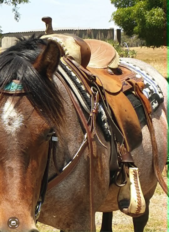 USED Saddle - Barrel Saddle 14" Allen Ranch Brand PICK UP ONLY