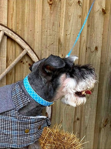 Dog Collar Pretty Aqua Design Gold Fittings