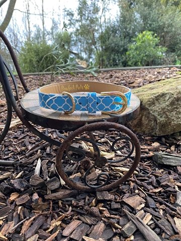 Dog Collar Pretty Aqua Design Gold Fittings