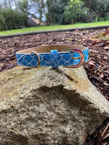 Dog Collar Pretty Aqua Design Gold Fittings