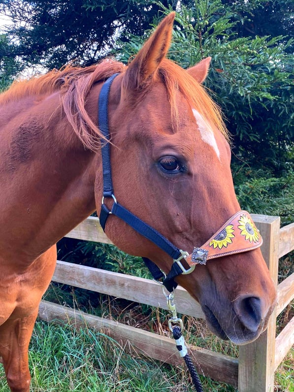 Halter Bronc - Adjustable nylon bronc halter with sunflower hand painted nose band
